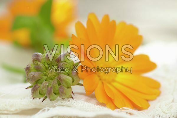 Calendula officinalis Calendula officinalis