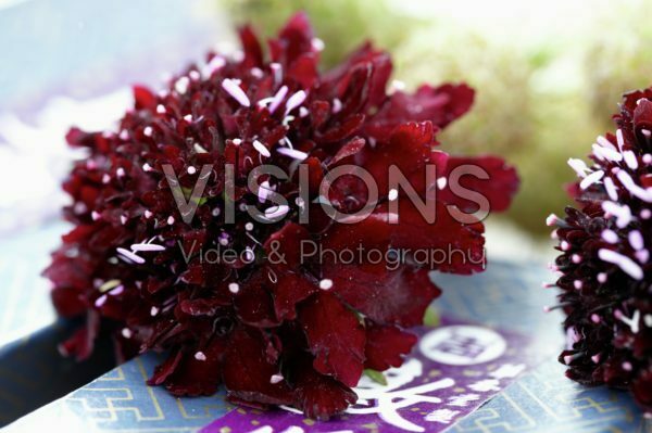 Scabiosa Scabiosa