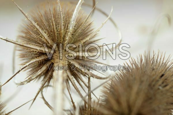 Dipsacus fullonum Dipsacus fullonum