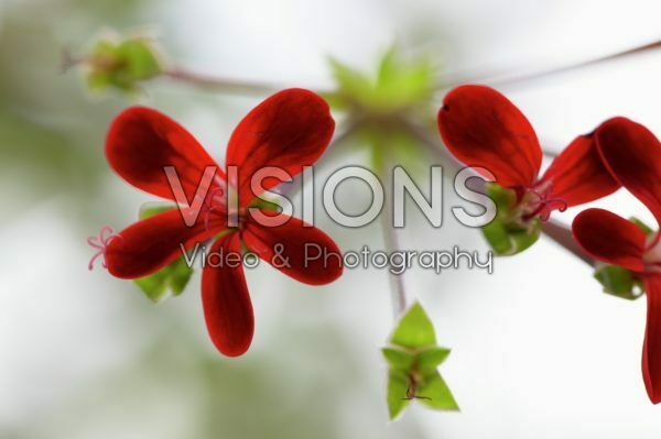 Pelargonium ardens Pelargonium ardens