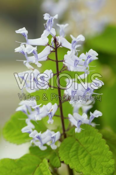 Solenostemon scutellarioides Solenostemon scutellarioides