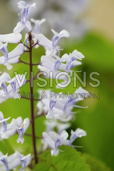 Solenostemon scutellarioides Solenostemon scutellarioides