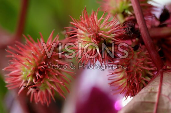 Ricinus communis Ricinus communis