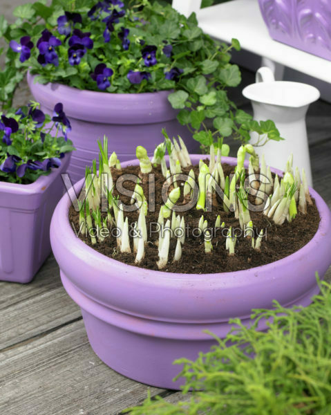 Spring bulbs on pot Spring bulbs on pot