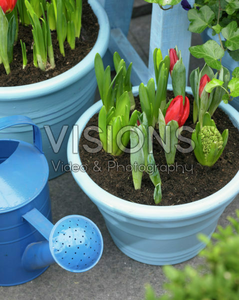 Spring bulbs on pots Spring bulbs on pots