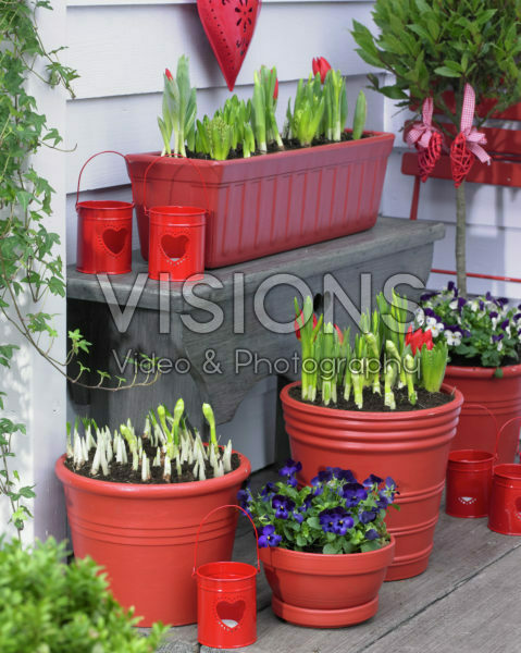 Spring bulbs on pots Spring bulbs on pots