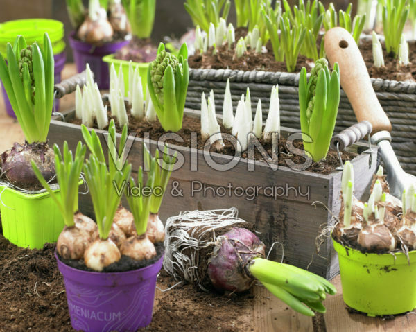 Spring bulbs Spring bulbs