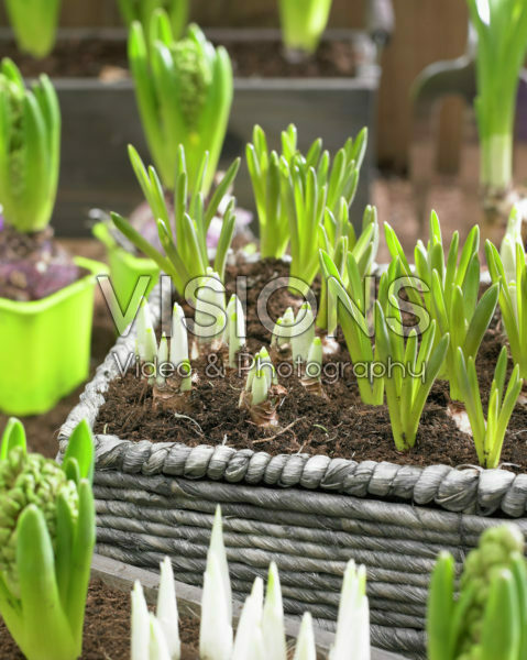 Spring bulbs Spring bulbs