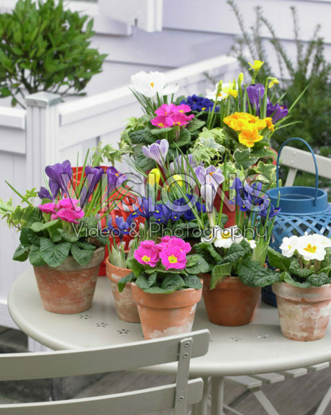 Spring bulbs and Primulas Spring bulbs and Primulas