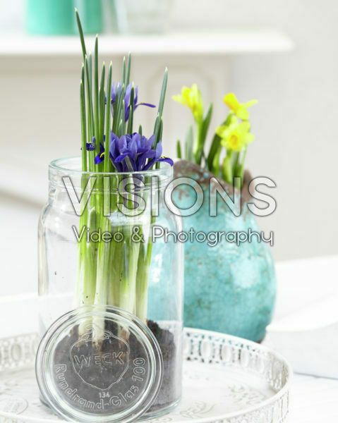 Iris reticulata Iris reticulata