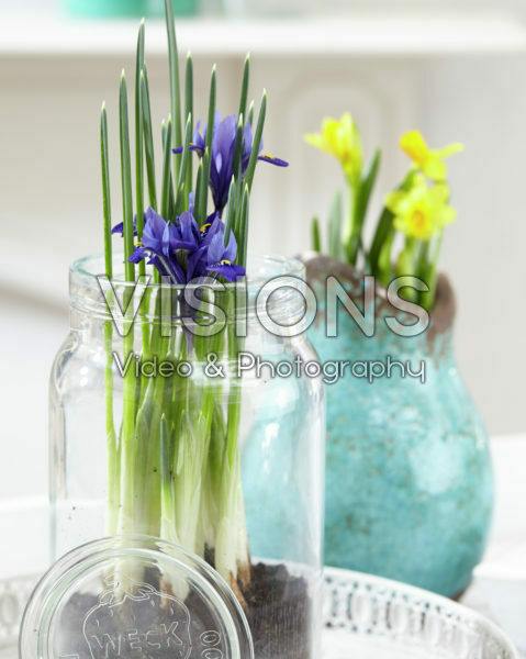 Iris reticulata Iris reticulata