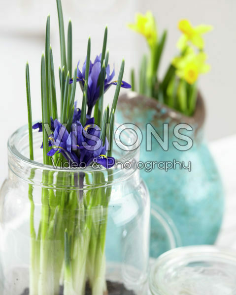 Iris reticulata Iris reticulata