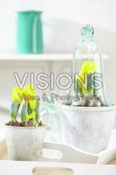 Tulipa Yellow Baby Tulipa Yellow Baby