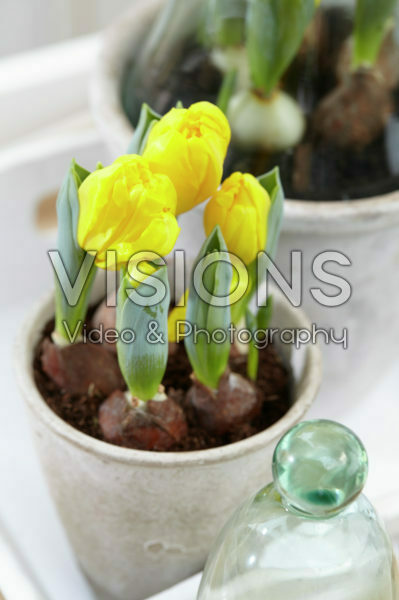 Tulipa Yellow Baby Tulipa Yellow Baby