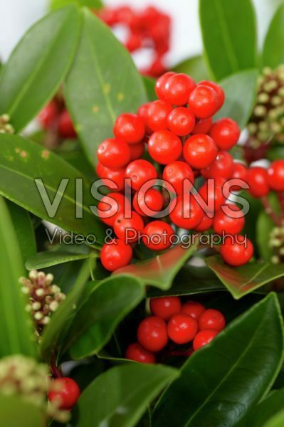 Skimmia japonica Temptation Skimmia japonica Temptation