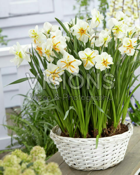 Narcissus Trepolo Narcissus Trepolo