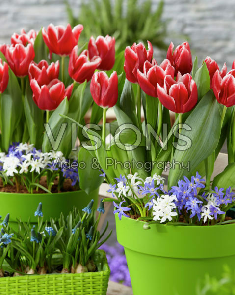 Tulipa Vampire Tulipa Vampire