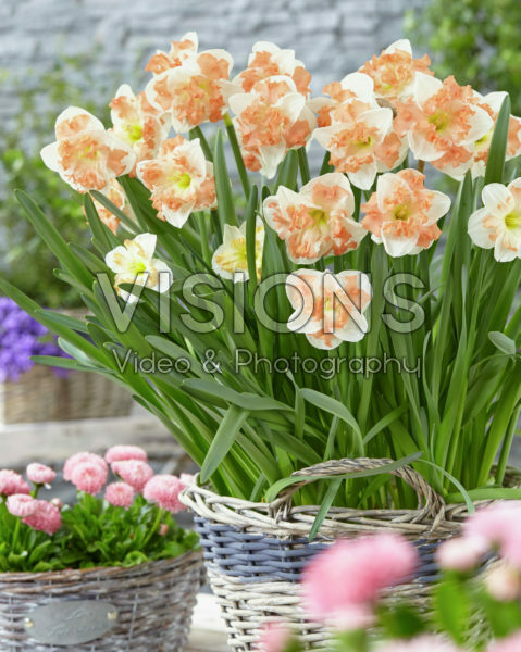 Narcissus Sunny Girlfriend Narcissus Sunny Girlfriend