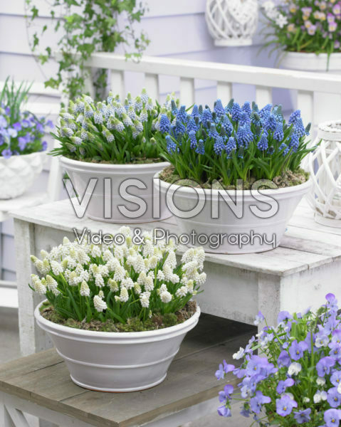 Muscari aucheri Magic ® collection Muscari aucheri Magic ® collection