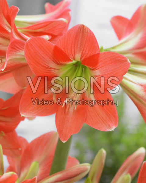 Hippeastrum Miss Piggy ® Hippeastrum Miss Piggy ®