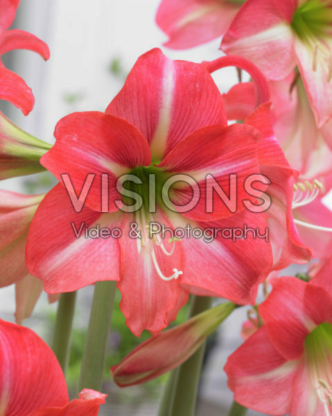 Hippeastrum Lollypop ® Hippeastrum Lollypop ®