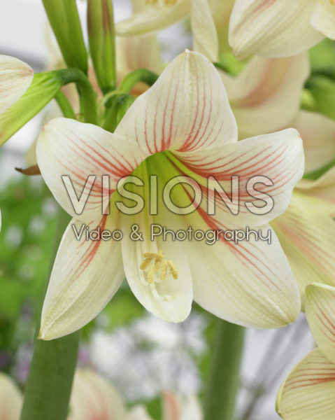 Hippeastrum Jolly Rascal ® Hippeastrum Jolly Rascal ®