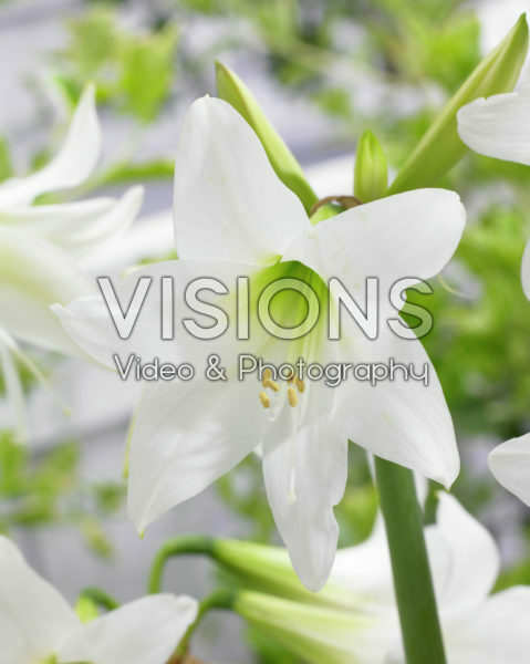 Hippeastrum White Rascal ® Hippeastrum White Rascal ®