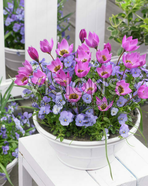 Tulipa humilis Helene Tulipa humilis Helene
