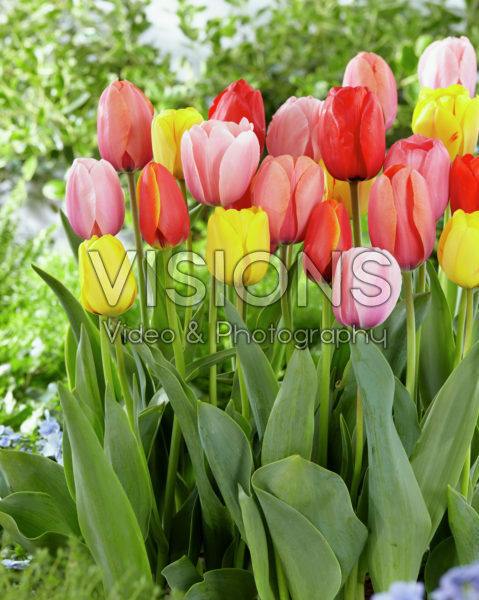 Tulipa darwinhybrid mix Tulipa darwinhybrid mix