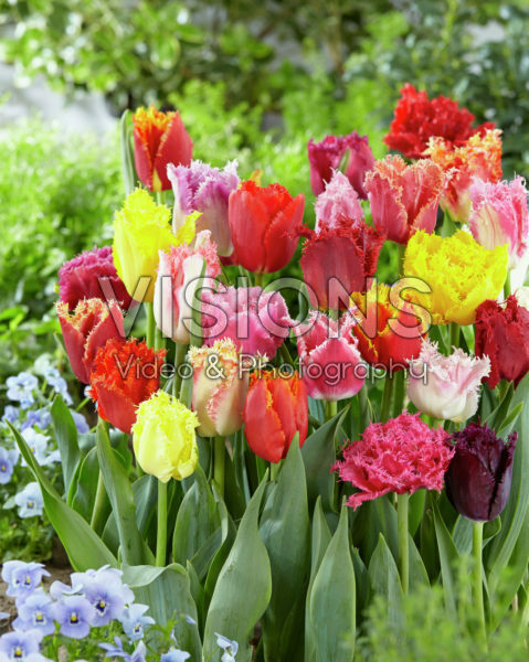 Tulipa fringed mix Tulipa fringed mix