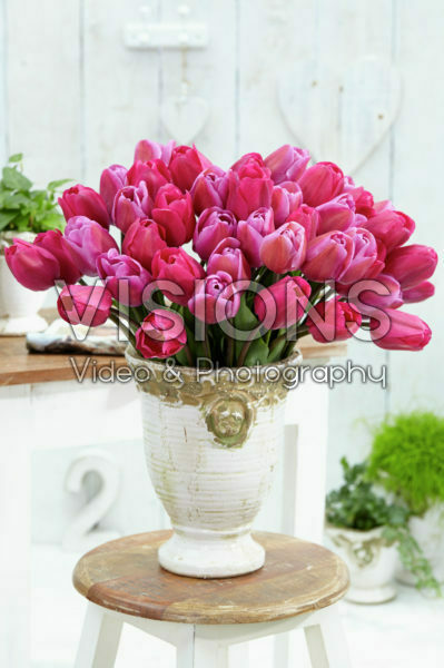 Mixed tulips Mixed tulips