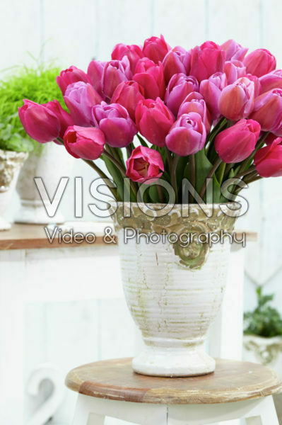 Mixed tulips Mixed tulips