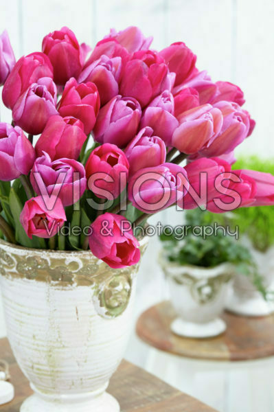Mixed tulips Mixed tulips