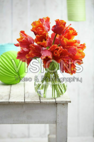 Tulipa Amazing Parrot Tulipa Amazing Parrot
