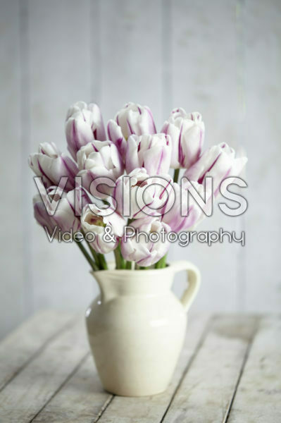 Tulipa Flaming Flag Tulipa Flaming Flag