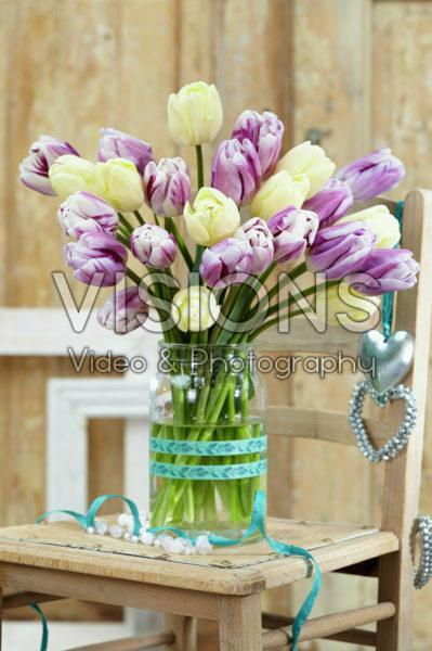 Tulipa Creme Flag, Flaming Flag Tulipa Creme Flag, Flaming Flag