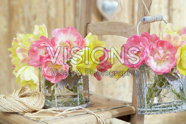 Tulipa Upstar, Creme Upstar Tulipa Upstar, Creme Upstar