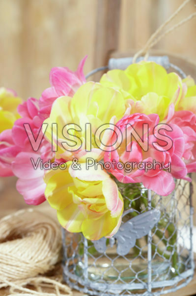 Tulipa Upstar, Creme Upstar Tulipa Upstar, Creme Upstar