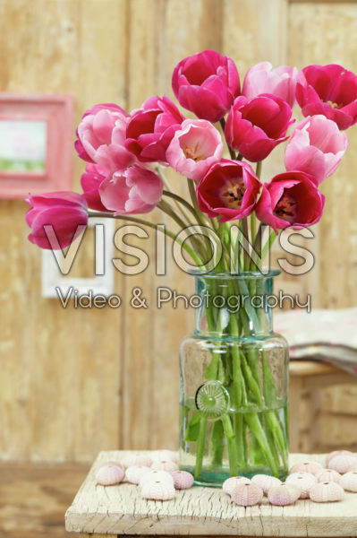 Tulipa Don Juan, Rosalie Tulipa Don Juan, Rosalie