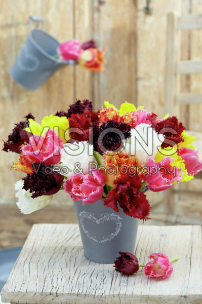 Tulipa fringed mix Tulipa fringed mix