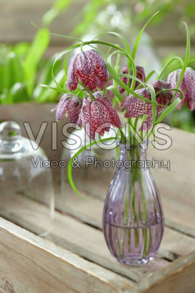 Fritillaria meleagris Fritillaria meleagris