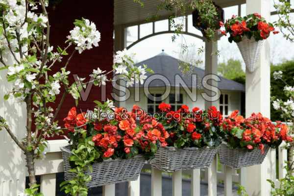 Begonia Solenia Begonia Solenia