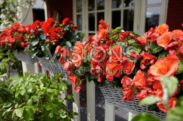 Begonia Solenia Begonia Solenia
