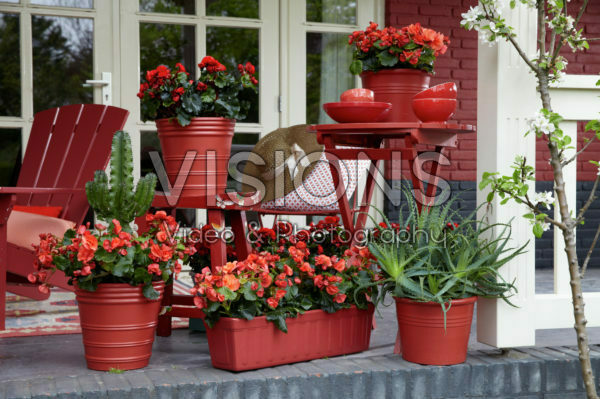 Begonia Solenia Begonia Solenia