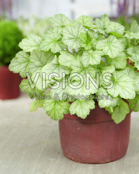 Heuchera Silver Dollar Heuchera Silver Dollar
