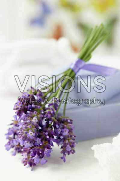 Lavandula Lavandula