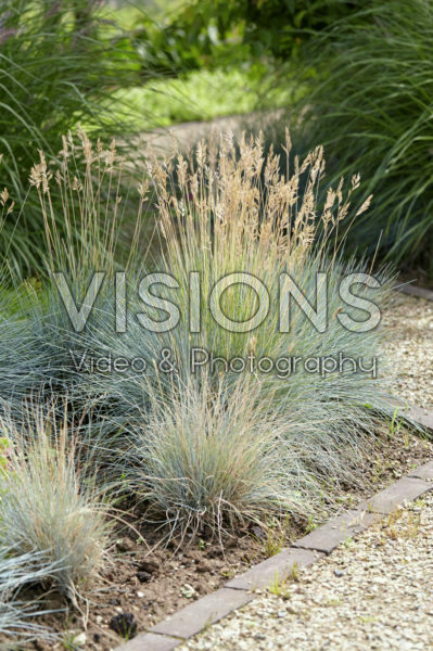 Festuca glauca Festuca glauca