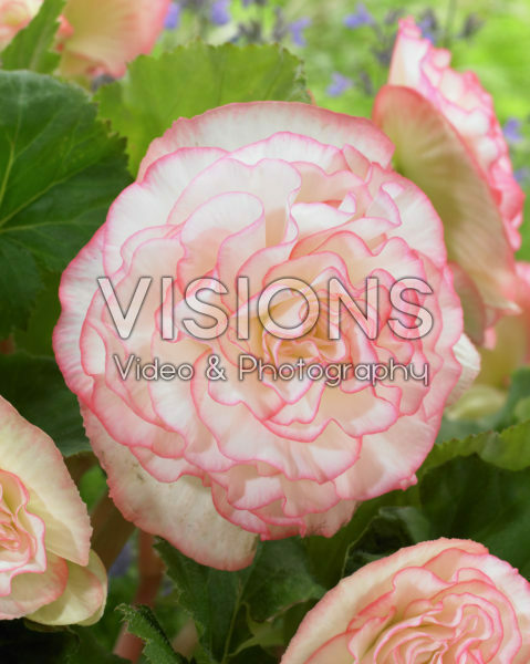 Begonia White Picotee Begonia White Picotee