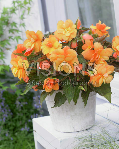 Begonia 347-109-016 Begonia 347-109-016