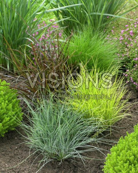 Festuca mix Festuca mix